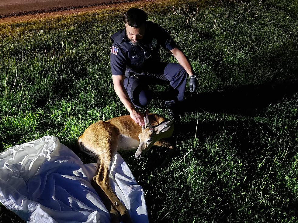 Who&#8217;s Gotta Remove Roadkill In Massachusetts? Sometimes You Have To&#8230;