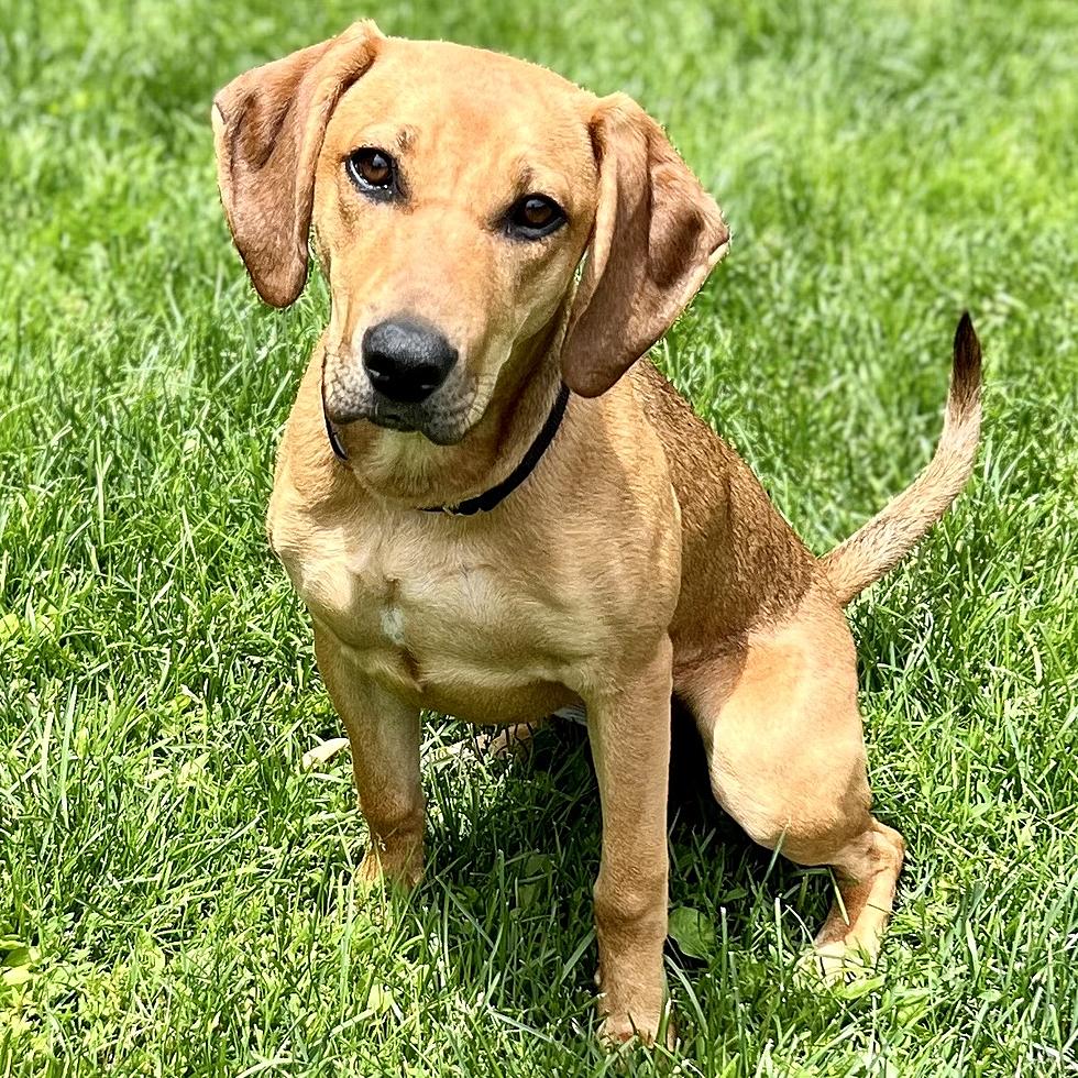 bloodhound lab mix puppy