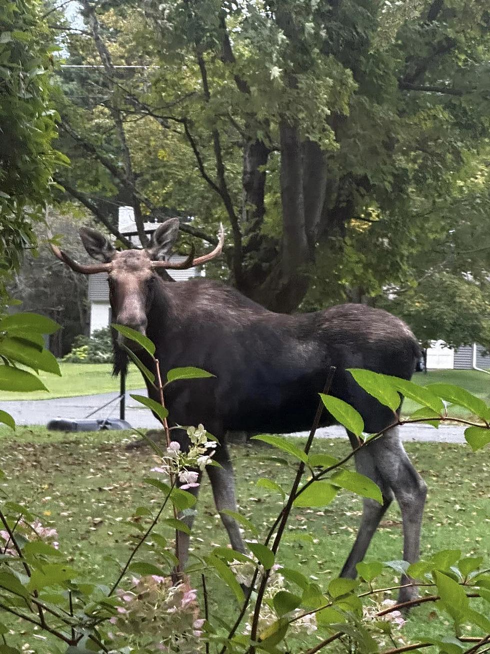 Pittsfield Man Stunned By Giant Moose On His Lawn (Video)