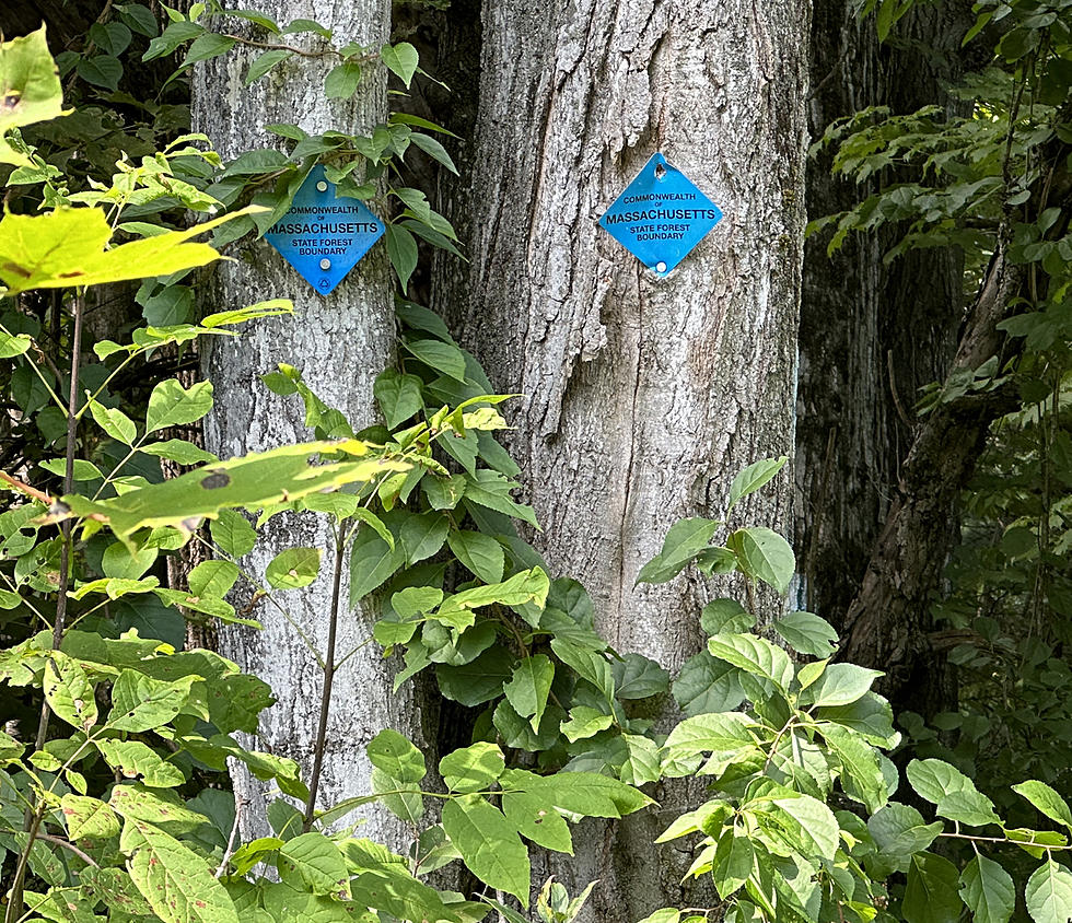Don’t Ignore Those Blue Diamonds On Trees In Massachusetts