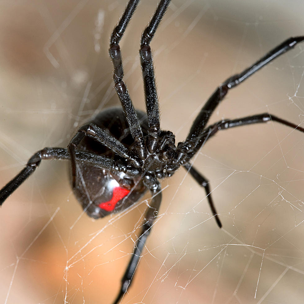 Massachusetts is Now Home to TWO of the World’s Deadliest Spiders