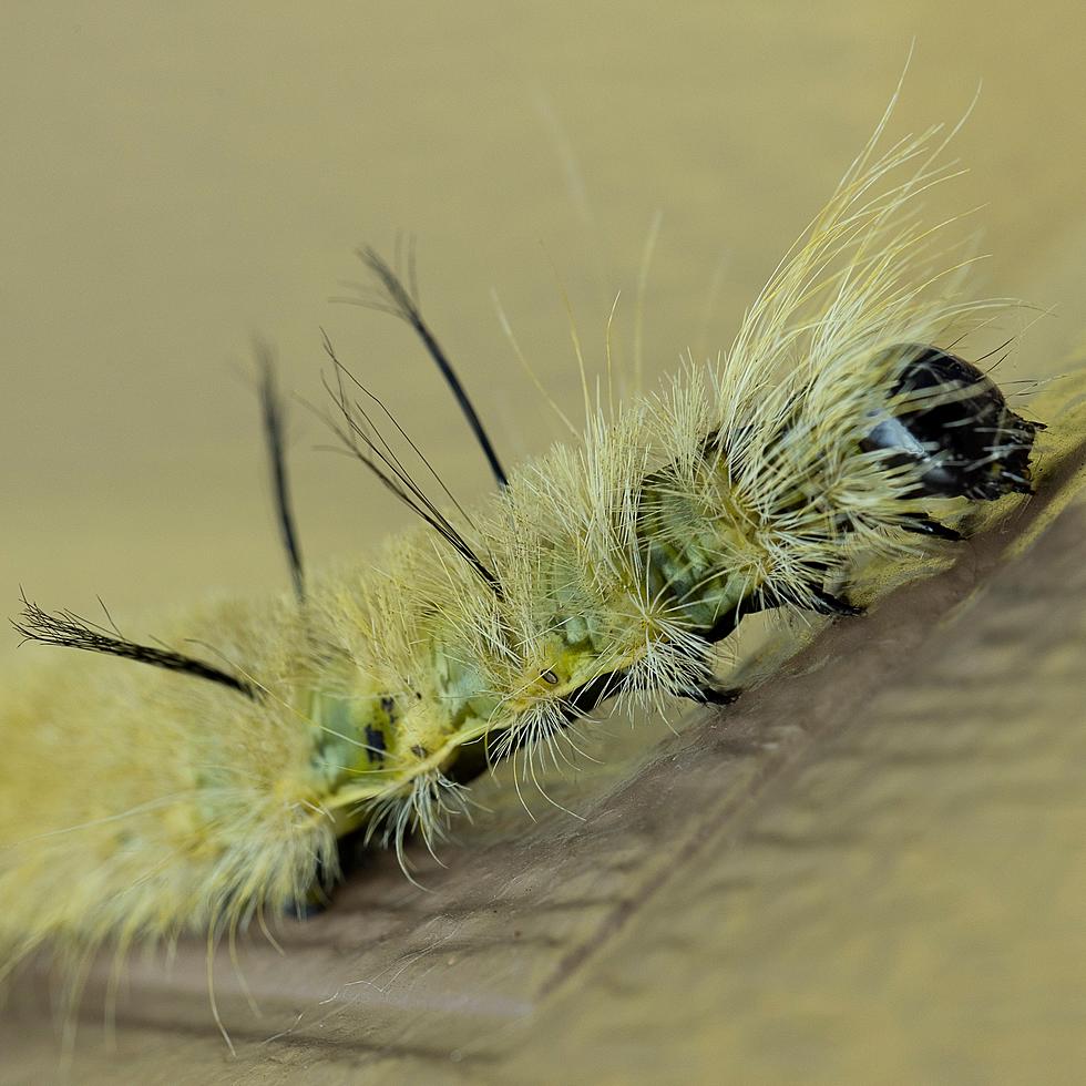 Stay Away From This Caterpillar In Massachusetts