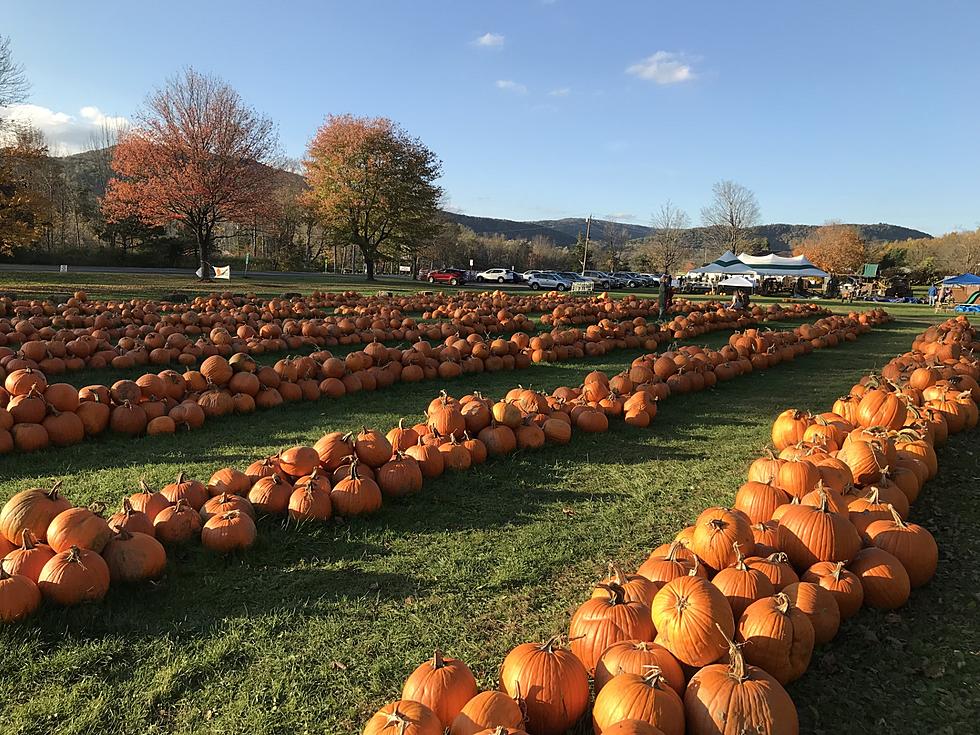 A Massachusetts Pumpkin Patch Has a Cute Disney Princess Display