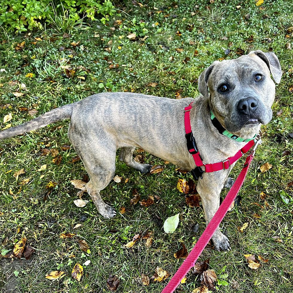 Berkshire Humane Society Pet of the Week: Meet Tilly