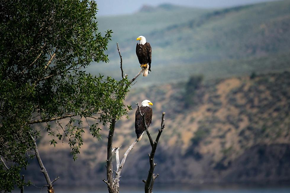 Here’s the Best Place to See Bald Eagles in Massachusetts