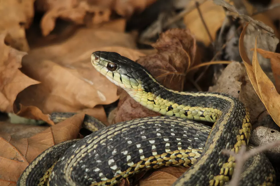 Garter snake coiled