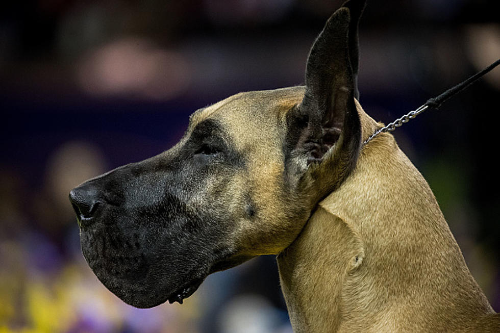 The #1 Dog Breed In Massachusetts