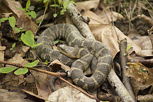 The Most Snake-Infested Lakes In Massachusetts