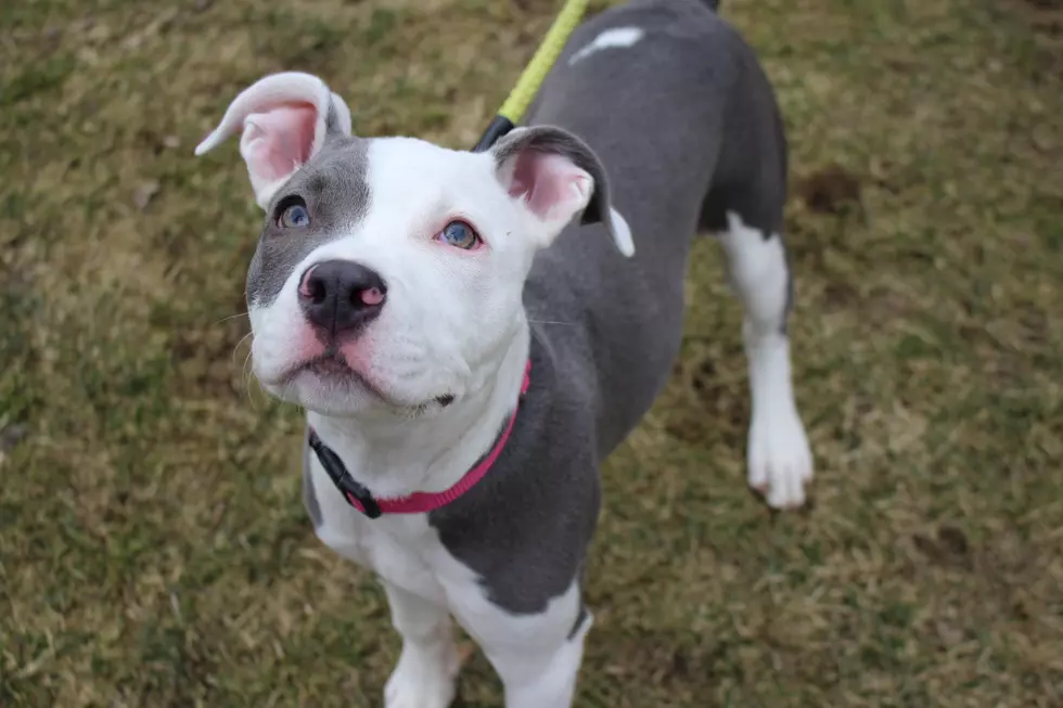 Berkshire Humane Society Pet of the Week: Meet Jazzy