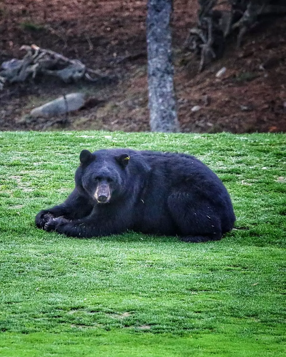 Massachusetts Bear Killing Warns Others