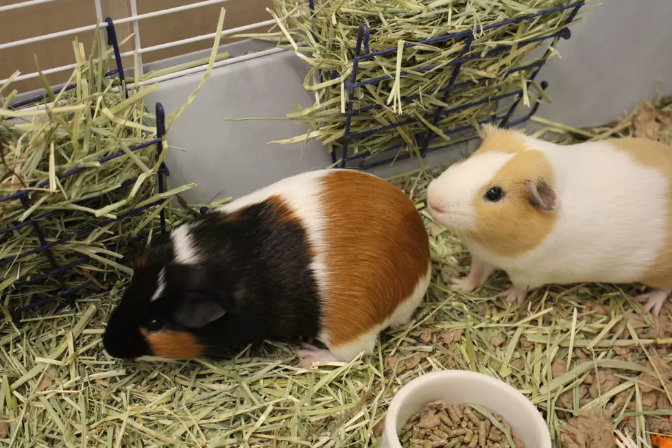 Berkshire Humane Society Pet(s) of the Week: Meet Carl & Charlie