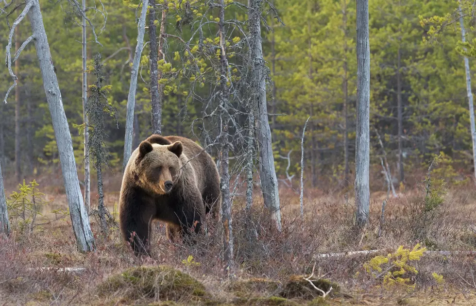 Scary! Massachusetts Man Mauled By Powerful Grizzly Bear