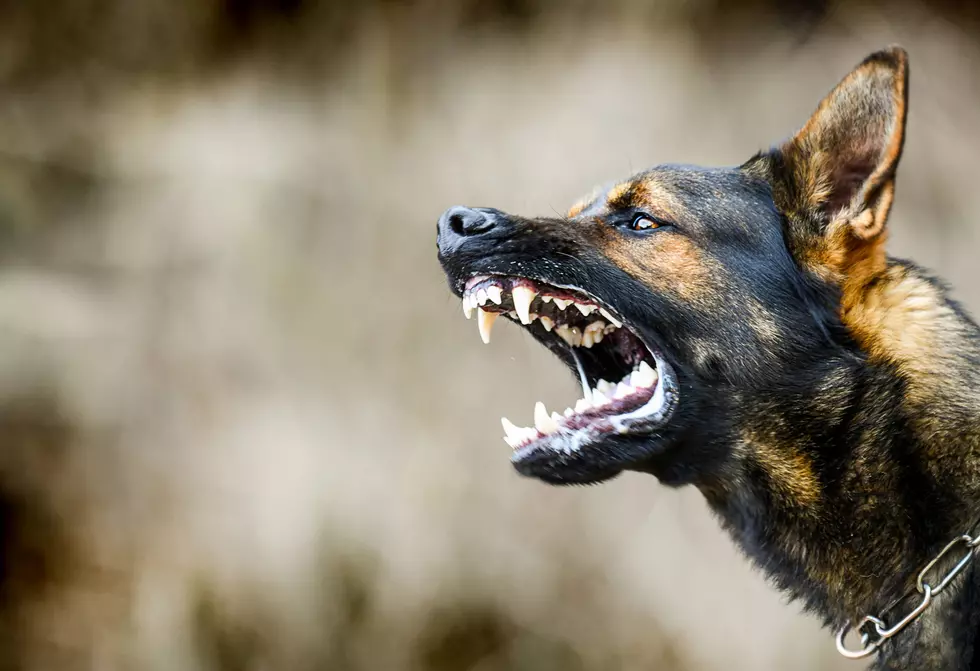 Massachusetts City That Features Highest Number Of Dog Attacks