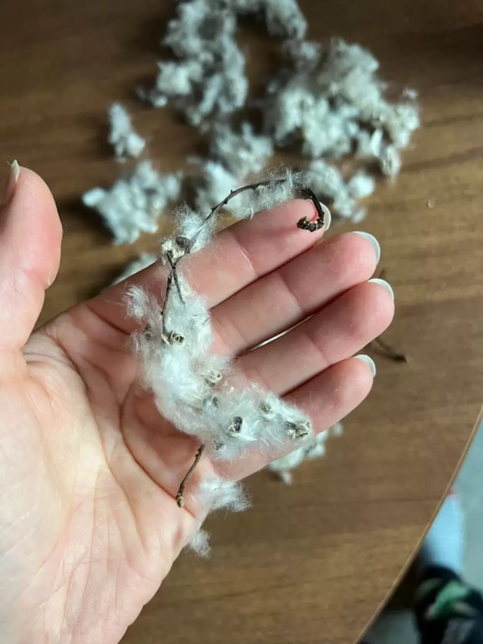 What Are Those Fluffy Cotton Things Flying Around Massachusetts?