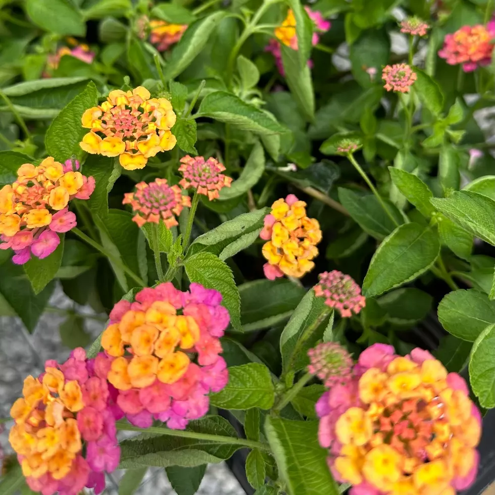 Good Earth Greenhouse LLC via Facebook