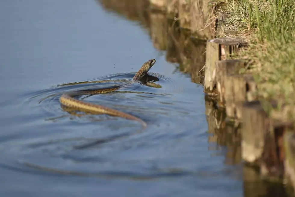 Don’t Like Snakes? Avoid These Massachusetts Water Holes