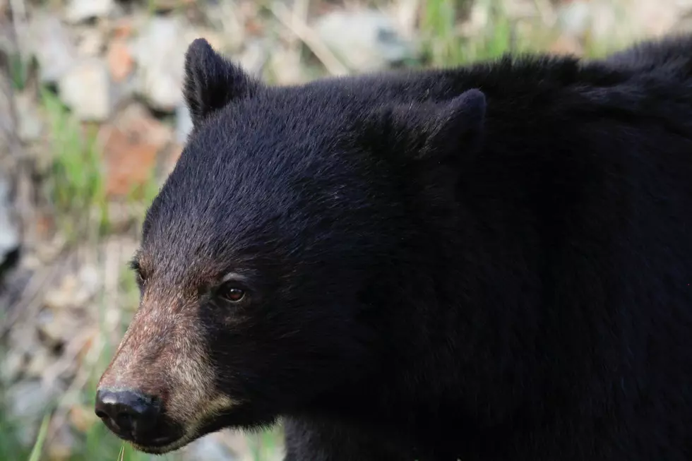 Black Bears are Booming in These 3 Massachusetts Counties