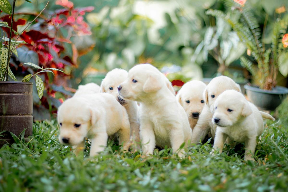 Massachusetts Dog Owners Have 2 Reasons To Celebrate Right Now massachusetts-dog-owners-have-2-reasons-to-celebrate-right-now