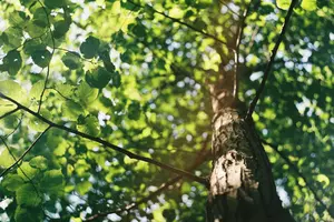 Is it Legal in Massachusetts to Cut Down Your Neighbor’s Tree if the Branches are on Your Property?