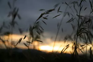 2:30 of Pure Berkshire Bliss (Video)