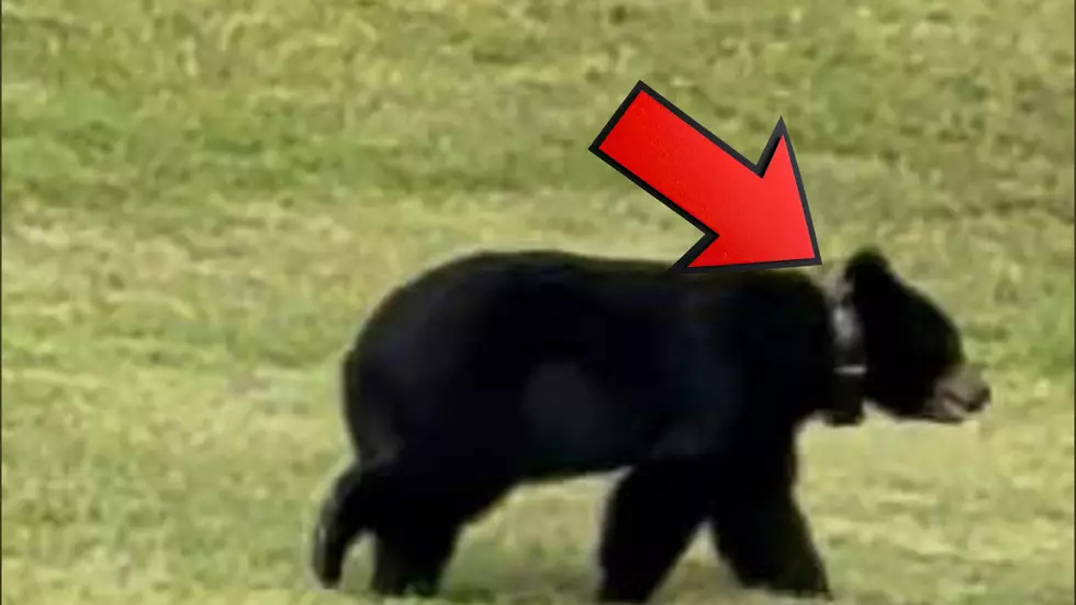 Dalton Resident Spots Collared Bear, Here's What It Means