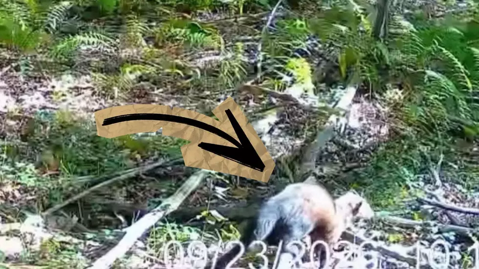 Neighbor Caught a Fisher on Camera. Here's What They Really Are.