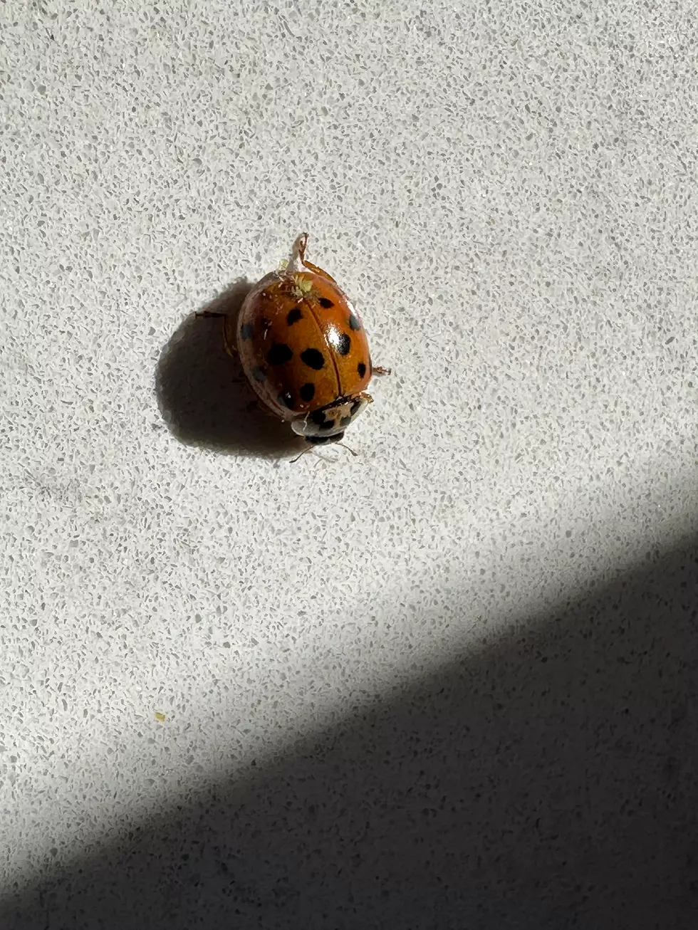 Those Ladybug Lookalikes Are Back In Mass.