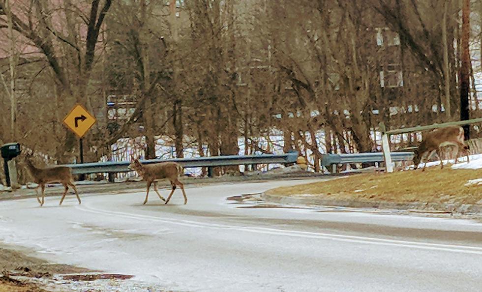 Deer Crossing On Jason Street