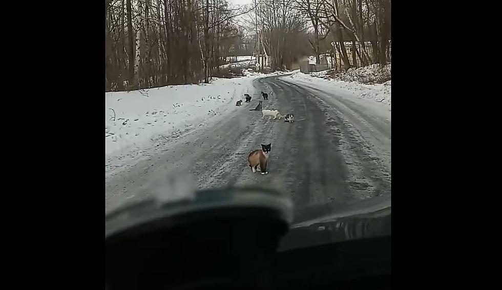 Multiple Cats Rescued In Richmond After Being Left Out In The Cold