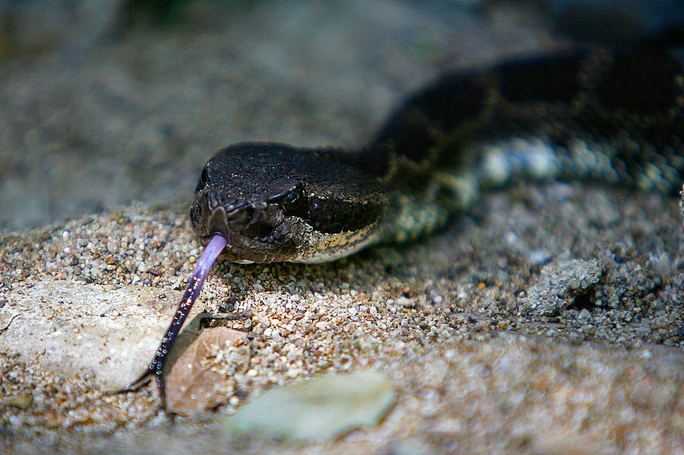 The Berkshires Is Home To One of 5 Rattlesnake Populations in MA