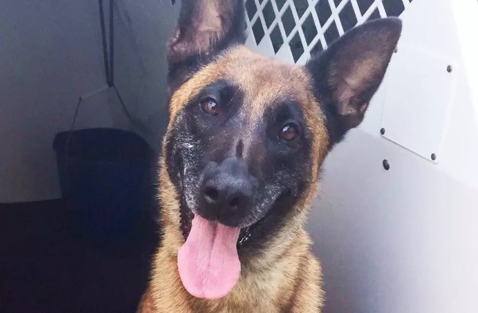 Massachusetts State Police 10-Year-Old K9 "Echo" Has Died