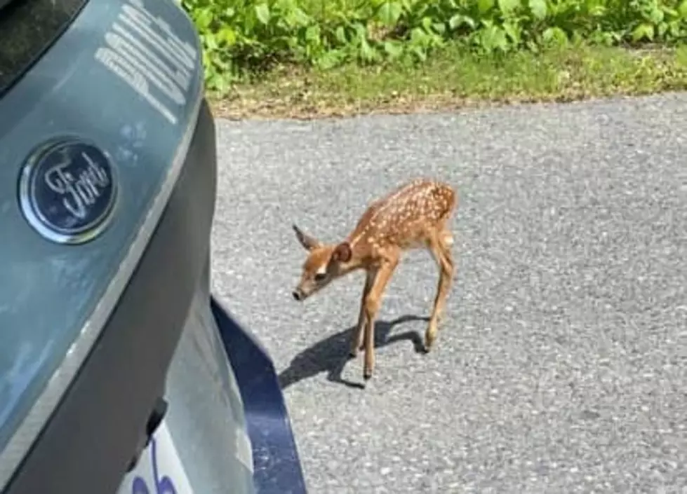 Massachusetts State Police Redirect Mama And Her Fawn To Safety