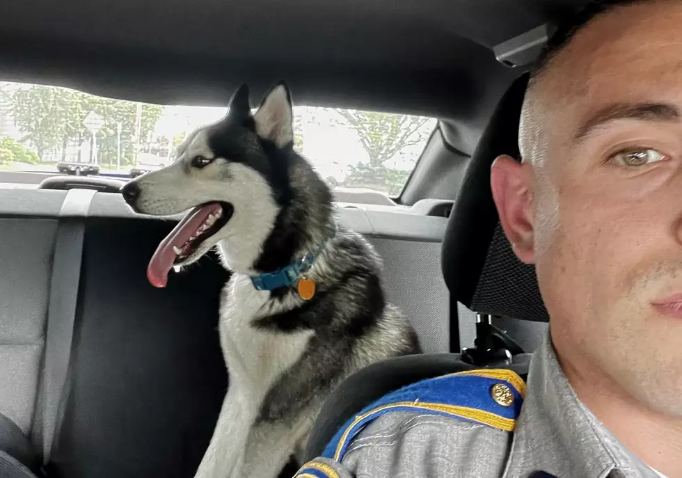 Connecticut State Troopers Rescue A Pair Of Highway Huskies