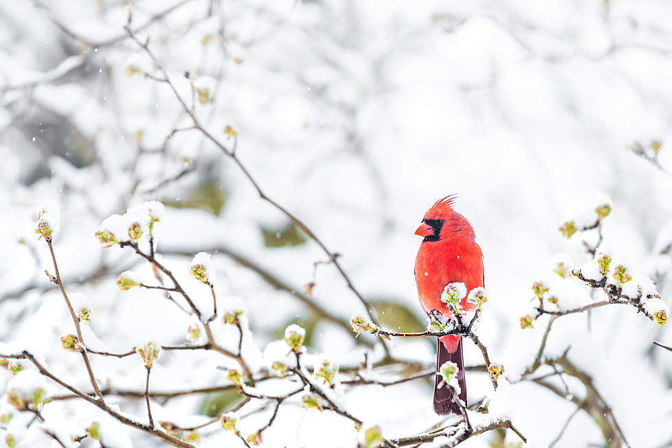 Some Crazy Birds Hang Out In the Berkshires During Winter