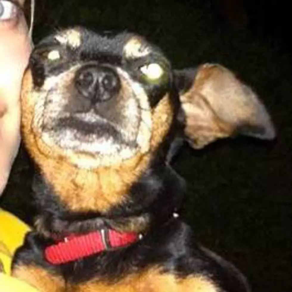 Ryan Pause's dog Lucy