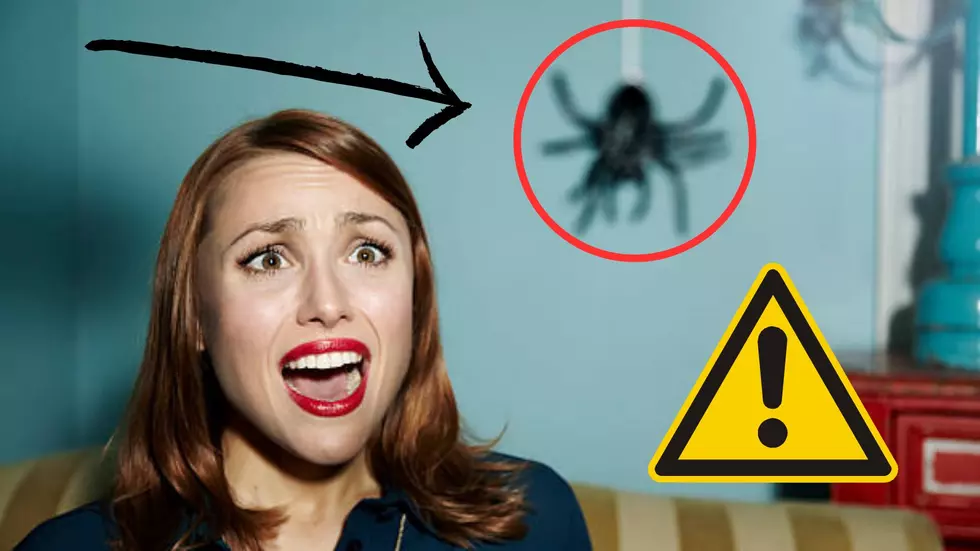 America's Most Deadliest Spider Lives In Massachusetts