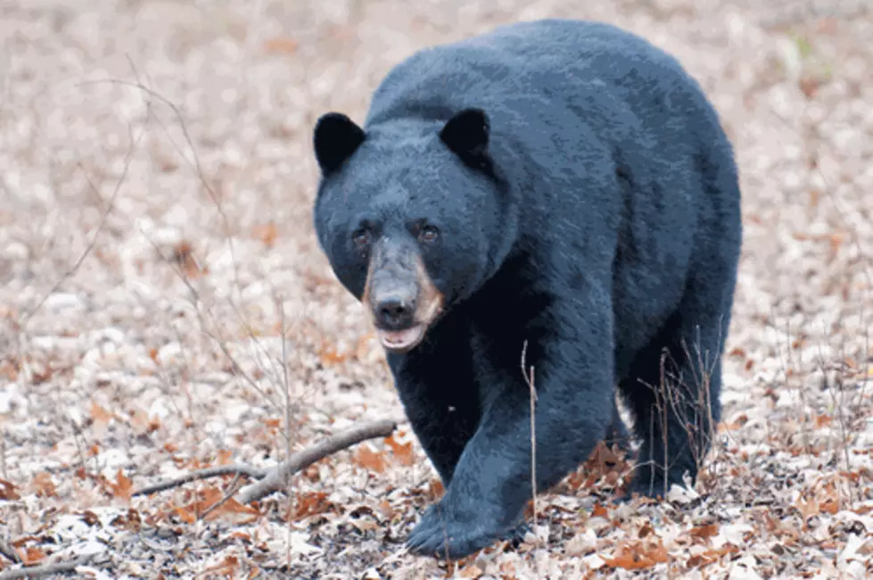 Black Bear Spotted In Hoover, Do We Have Them In Tuscaloosa?
