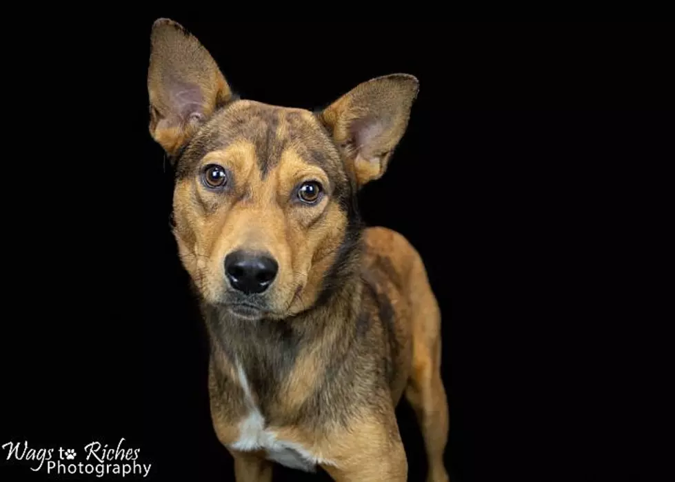 Humane Society of West Alabama &#8211; Pet Of The Week