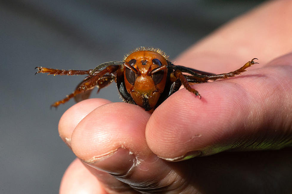 Tuscaloosa, Alabama Business Faces Wasp Invasion
