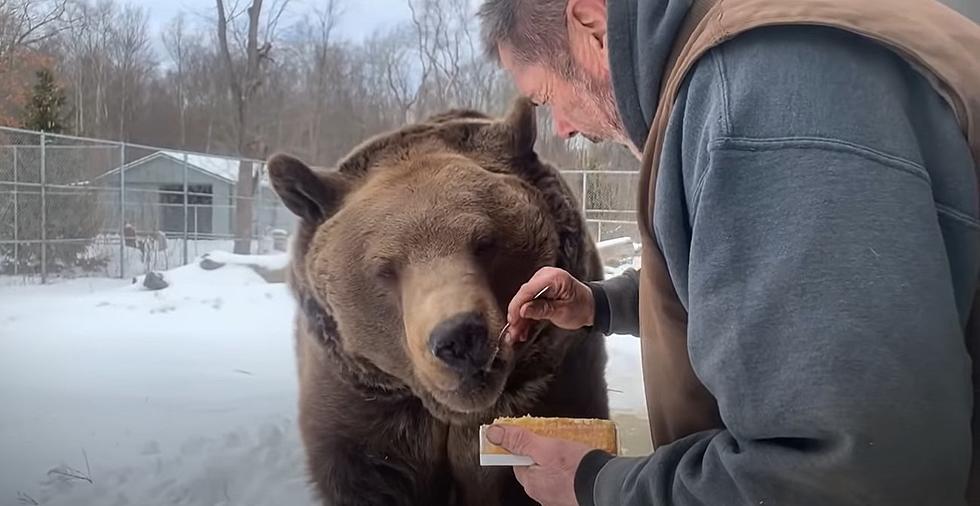 Birthday Bears Take the Cake at New York Wildlife Center