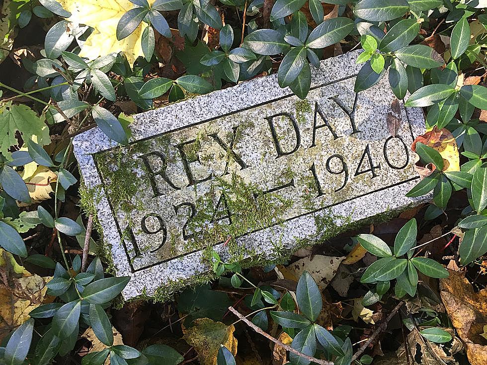 This Lost New Hartford Pet Cemetery Is Equal Parts Creepy and Cute