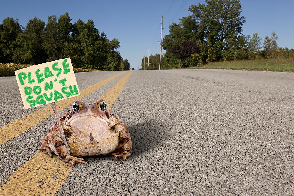 Got a Soft Spot for Slimy Things? These Frogs Need Your Help