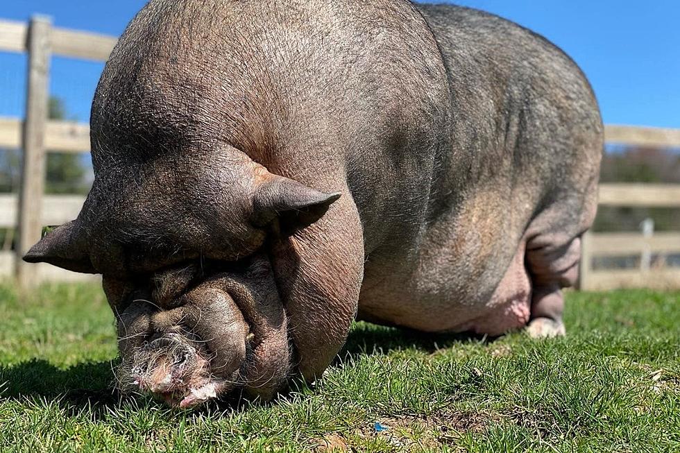 [WATCH] Rescued Pig in NY Touches Grass for First Time in 5 Years