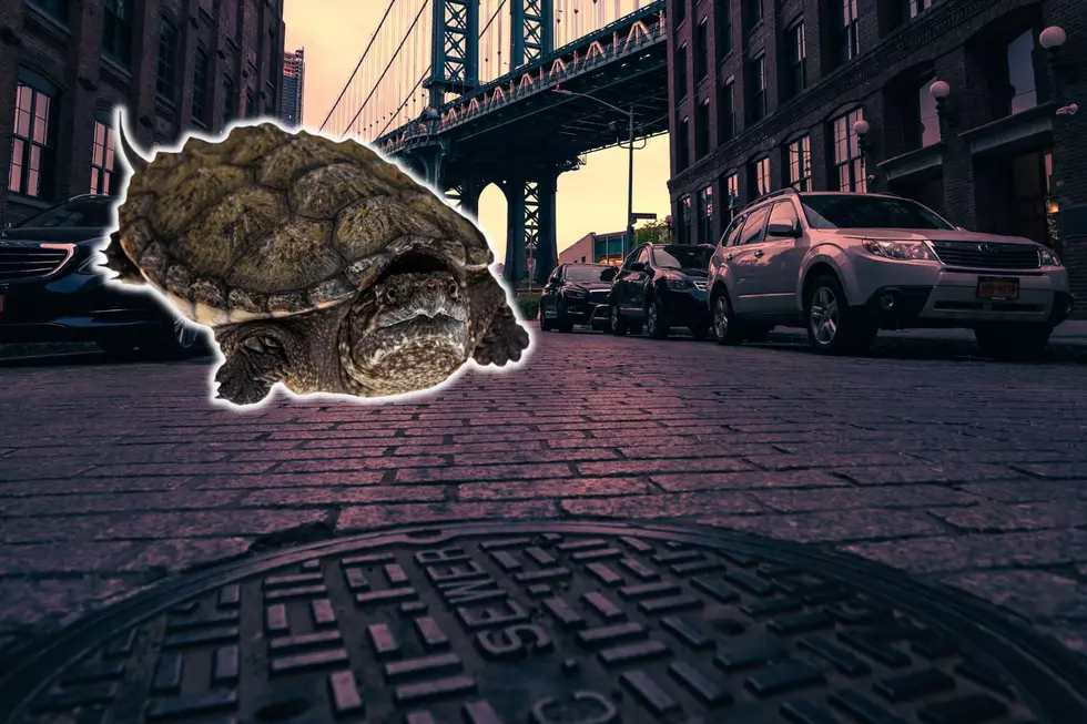 The Unbelievable True Story of New York’s Real ‘Mutant’ Sewer Turtles