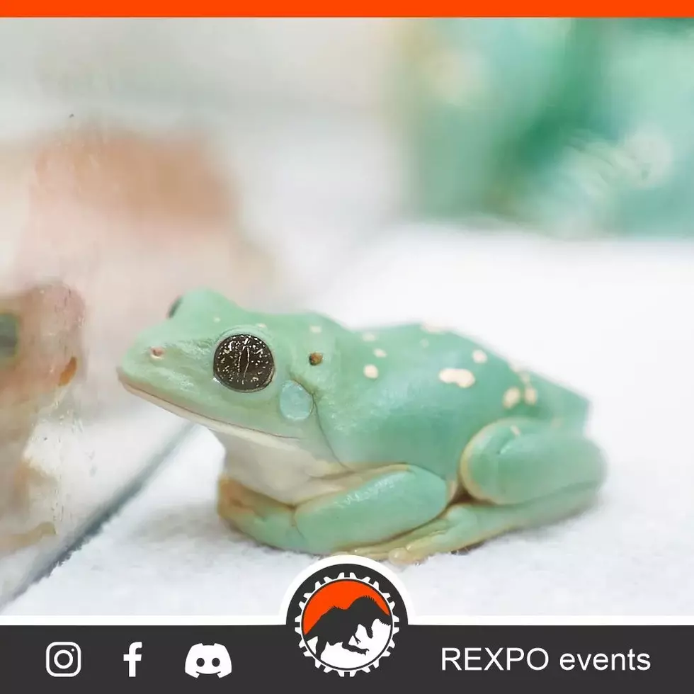 REXPO via Facebook