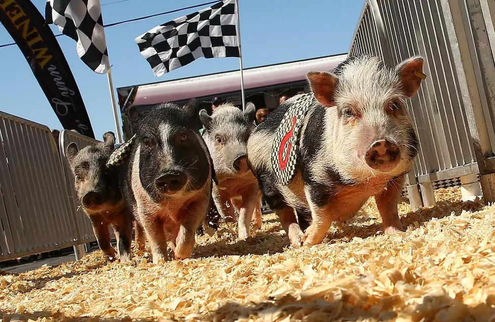 Is It Legal to Bet on the Pig Races at the New York State Fair?