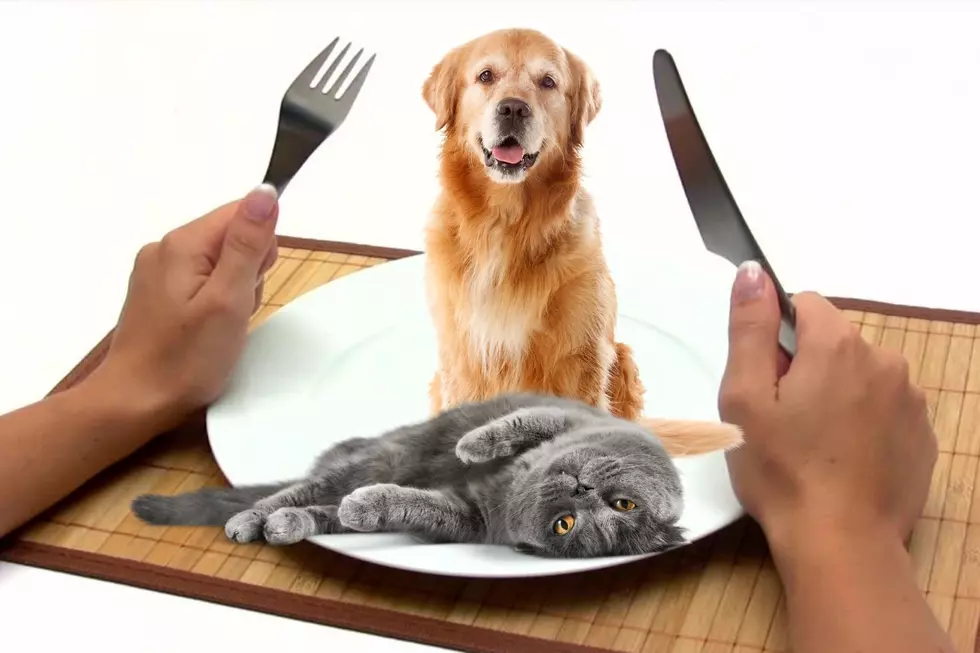 Is It Legal to Eat a Dog or Cat in New York?