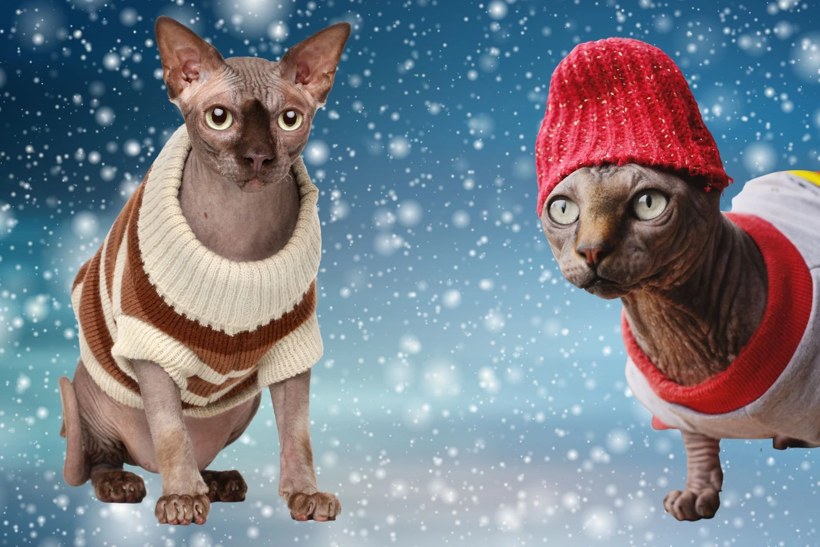 Sweater for Cat, Sphynx Cat Sweater, College Style Cat Sweater