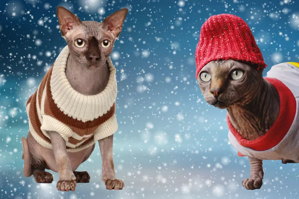 5 Fashionable &#038; Warm Winter Outfits for Your Hairless Cat