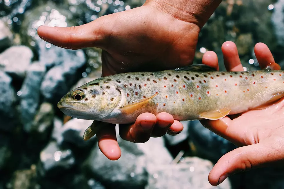 Is It Legal to Fish With Your Bare Hands in New York?